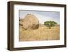 Boulder and Tree-mddfiles-Framed Photographic Print