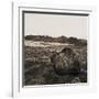 Boulder in Glacial Till-null-Framed Photographic Print