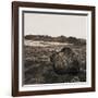 Boulder in Glacial Till-null-Framed Photographic Print