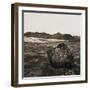 Boulder in Glacial Till-null-Framed Photographic Print