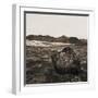 Boulder in Glacial Till-null-Framed Photographic Print