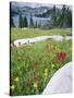 Boulders Amid Wildflowers, Ryder Lake, High Uintas Wilderness, Wasatch National Forest, Utah, USA-Scott T^ Smith-Stretched Canvas