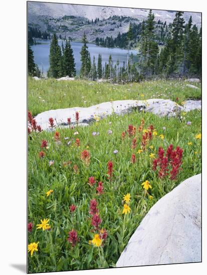 Boulders Amid Wildflowers, Ryder Lake, High Uintas Wilderness, Wasatch National Forest, Utah, USA-Scott T^ Smith-Mounted Photographic Print