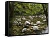 Boulders and Mossman River, Mossman Gorge, Daintree National Park, North Queensland, Australia-David Wall-Framed Stretched Canvas