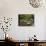 Boulders and Mossman River, Mossman Gorge, Daintree National Park, North Queensland, Australia-David Wall-Mounted Photographic Print displayed on a wall