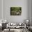 Boulders and Mossman River, Mossman Gorge, Daintree National Park, North Queensland, Australia-David Wall-Photographic Print displayed on a wall