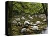 Boulders and Mossman River, Mossman Gorge, Daintree National Park, North Queensland, Australia-David Wall-Stretched Canvas