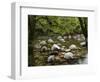 Boulders and Mossman River, Mossman Gorge, Daintree National Park, North Queensland, Australia-David Wall-Framed Photographic Print