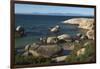 Boulders Beach African Penguins Colony. Western Cape, South Africa-Pete Oxford-Framed Photographic Print