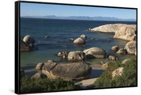 Boulders Beach African Penguins Colony. Western Cape, South Africa-Pete Oxford-Framed Stretched Canvas