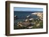 Boulders Beach African Penguins Colony. Western Cape, South Africa-Pete Oxford-Framed Photographic Print