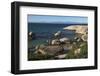 Boulders Beach African Penguins Colony. Western Cape, South Africa-Pete Oxford-Framed Photographic Print