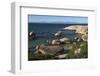 Boulders Beach African Penguins Colony. Western Cape, South Africa-Pete Oxford-Framed Photographic Print