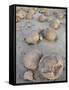 Boulders in the Pumpkin Patch, Ocotillo Wells State Vehicular Recreation Area, California-James Hager-Framed Stretched Canvas