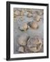 Boulders in the Pumpkin Patch, Ocotillo Wells State Vehicular Recreation Area, California-James Hager-Framed Photographic Print