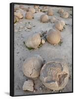 Boulders in the Pumpkin Patch, Ocotillo Wells State Vehicular Recreation Area, California-James Hager-Framed Photographic Print