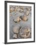 Boulders in the Pumpkin Patch, Ocotillo Wells State Vehicular Recreation Area, California-James Hager-Framed Photographic Print