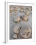 Boulders in the Pumpkin Patch, Ocotillo Wells State Vehicular Recreation Area, California-James Hager-Framed Photographic Print