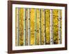 Bouleaux-Terry Eggers-Framed Art Print