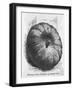 Boulogne Gray Pumpkin-null-Framed Art Print