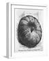 Boulogne Gray Pumpkin-null-Framed Art Print