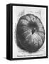 Boulogne Gray Pumpkin-null-Framed Stretched Canvas