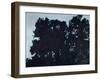 Boundary Passage Tree-Graham Dean-Framed Giclee Print