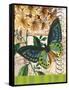 Bountiful Butterfly 2-Walter Robertson-Framed Stretched Canvas