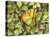 Bountiful Butterfly-Kathleen Parr McKenna-Stretched Canvas