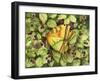 Bountiful Butterfly-Kathleen Parr McKenna-Framed Art Print