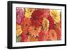 Bountiful Gerberas-Carol Rowan-Framed Premium Giclee Print