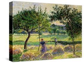 Bountiful Harvest, 1893-Camille Pissarro-Stretched Canvas