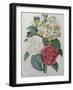 Bouqet of Camellias, Narcisses and Pansies-Pierre-Joseph Redoute-Framed Art Print