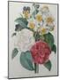 Bouqet of Camellias, Narcisses and Pansies-Pierre-Joseph Redoute-Mounted Art Print