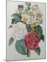 Bouqet of Camellias, Narcisses and Pansies-Pierre-Joseph Redoute-Mounted Art Print