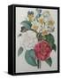 Bouqet of Camellias, Narcisses and Pansies-Pierre-Joseph Redoute-Framed Stretched Canvas