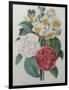 Bouqet of Camellias, Narcisses and Pansies-Pierre-Joseph Redoute-Framed Art Print