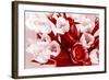 Bouquet from Several Tulips of Monochrome Red Color-malven-Framed Photographic Print