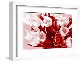 Bouquet from Several Tulips of Monochrome Red Color-malven-Framed Photographic Print