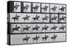 Bouquet, Galloping, Eadward Muybridge-Eadweard Muybridge-Stretched Canvas