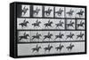 Bouquet, Galloping, Eadward Muybridge-Eadweard Muybridge-Framed Stretched Canvas