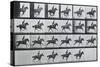 Bouquet, Galloping, Eadward Muybridge-Eadweard Muybridge-Stretched Canvas