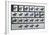 Bouquet, Galloping, Eadward Muybridge-Eadweard Muybridge-Framed Art Print