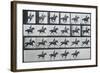 Bouquet, Galloping, Eadward Muybridge-Eadweard Muybridge-Framed Art Print