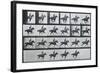 Bouquet, Galloping, Eadward Muybridge-Eadweard Muybridge-Framed Art Print