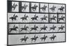 Bouquet, Galloping, Eadward Muybridge-Eadweard Muybridge-Mounted Art Print