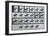 Bouquet, Galloping, Eadward Muybridge-Eadweard Muybridge-Framed Art Print