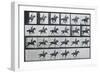 Bouquet, Galloping, Eadward Muybridge-Eadweard Muybridge-Framed Art Print