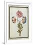 Bouquet of Anemones, C.1700-null-Framed Giclee Print