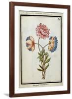 Bouquet of Anemones, C.1700-null-Framed Giclee Print